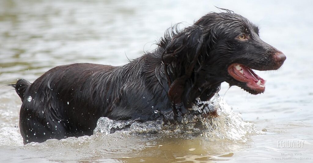 Boykin Spaniel running in field