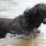 Boykin Spaniel