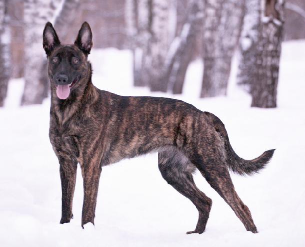 Dutch Shepherd — photo 5