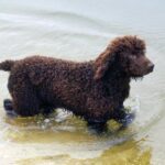 Ірландський водяний спаніель