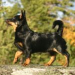 Lancashire Heeler