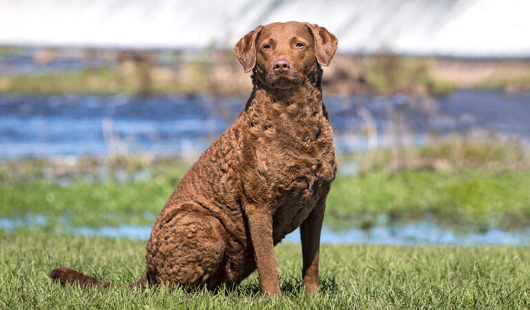 Chesapeake Bay Retriever