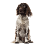 Wachtelhund allemand