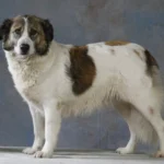 Aidi (Cão do Atlas)
