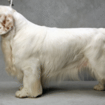Clumber Spaniel