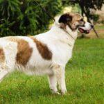 Aidi (Cão do Atlas)