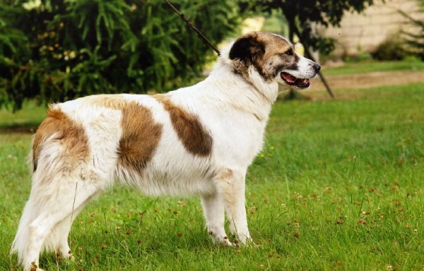 Aidi (Cão do Atlas) — foto 8