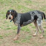 Bluetick Coonhound