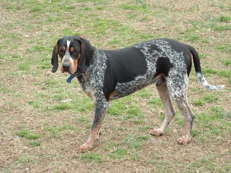 Bluetick Coonhound