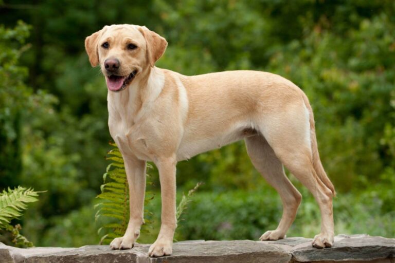 Labrador Retriever