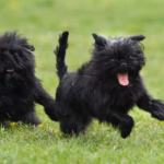Affenpinscher