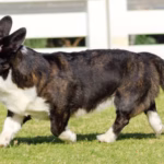 Welsh Corgi Cardigan