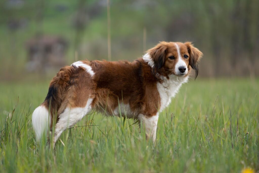 Kooikerhondje