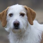 Істрійський жорсткошерстий гончак