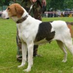 Anglo-Russian Hound