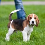 Anglo-Russian Hound