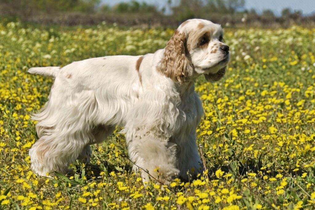 American Cocker Spaniel