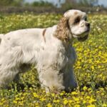 American Cocker Spaniel