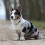 Вельш коргі кардиган