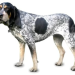 Bluetick Coonhound