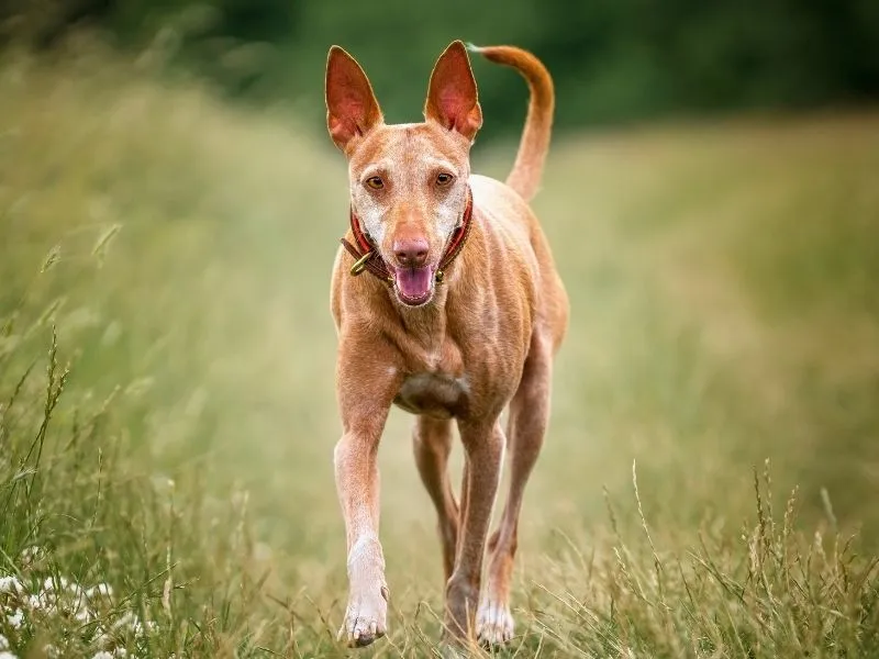 Nourriture Podenco Canario
