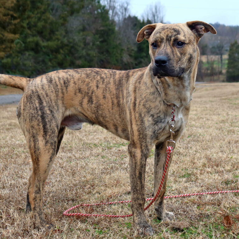 Treeing Tennessee Brindle