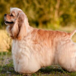 American Cocker Spaniel
