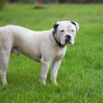 Buldog american