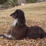 Afghan Hound