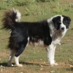 Aidi (Atlas-Berghund)