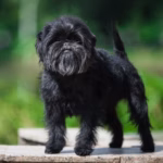 Affenpinscher