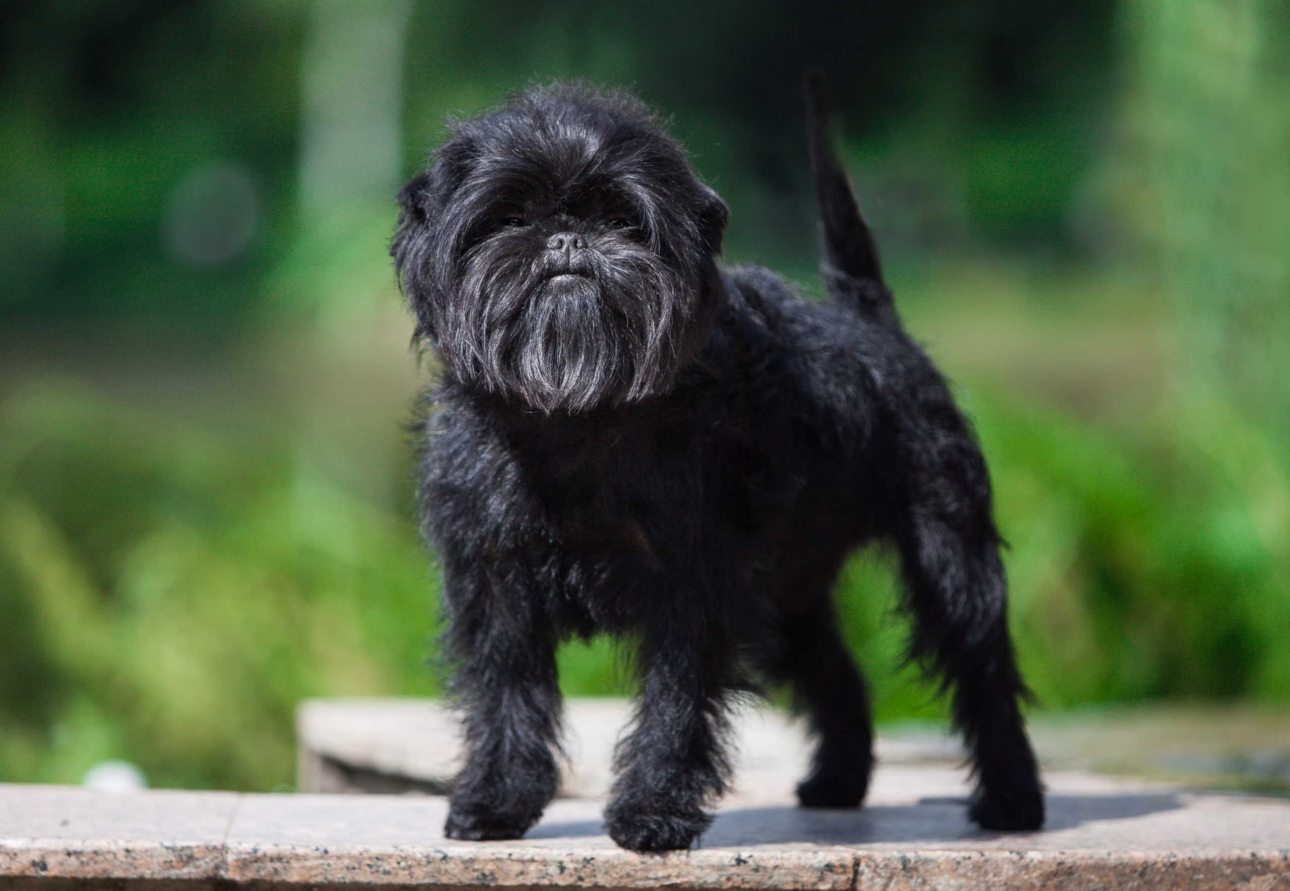 Affenpinscher