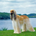 Afghan Hound