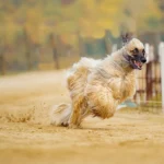 Afghan Hound