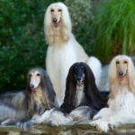 Afghan Hound