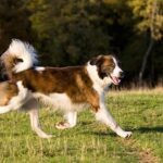 Aidi (Cão do Atlas)