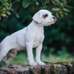 Buldog american