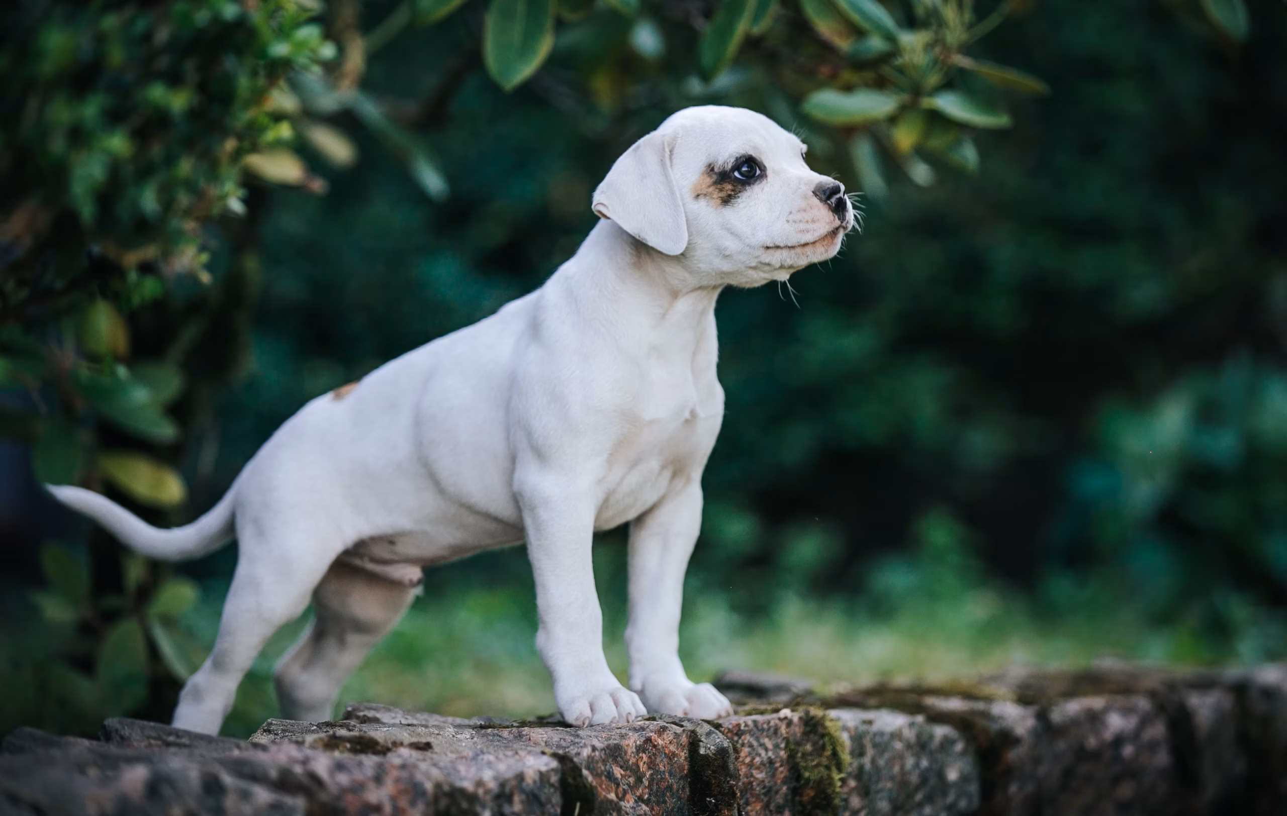 Amerikanische Bulldogge — Foto 8