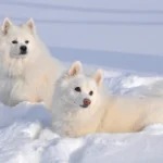 American Eskimo Dog