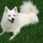 American Eskimo Dog
