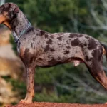 Американський леопардовий собака