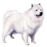 American Eskimo Dog