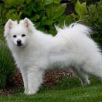 American Eskimo Dog