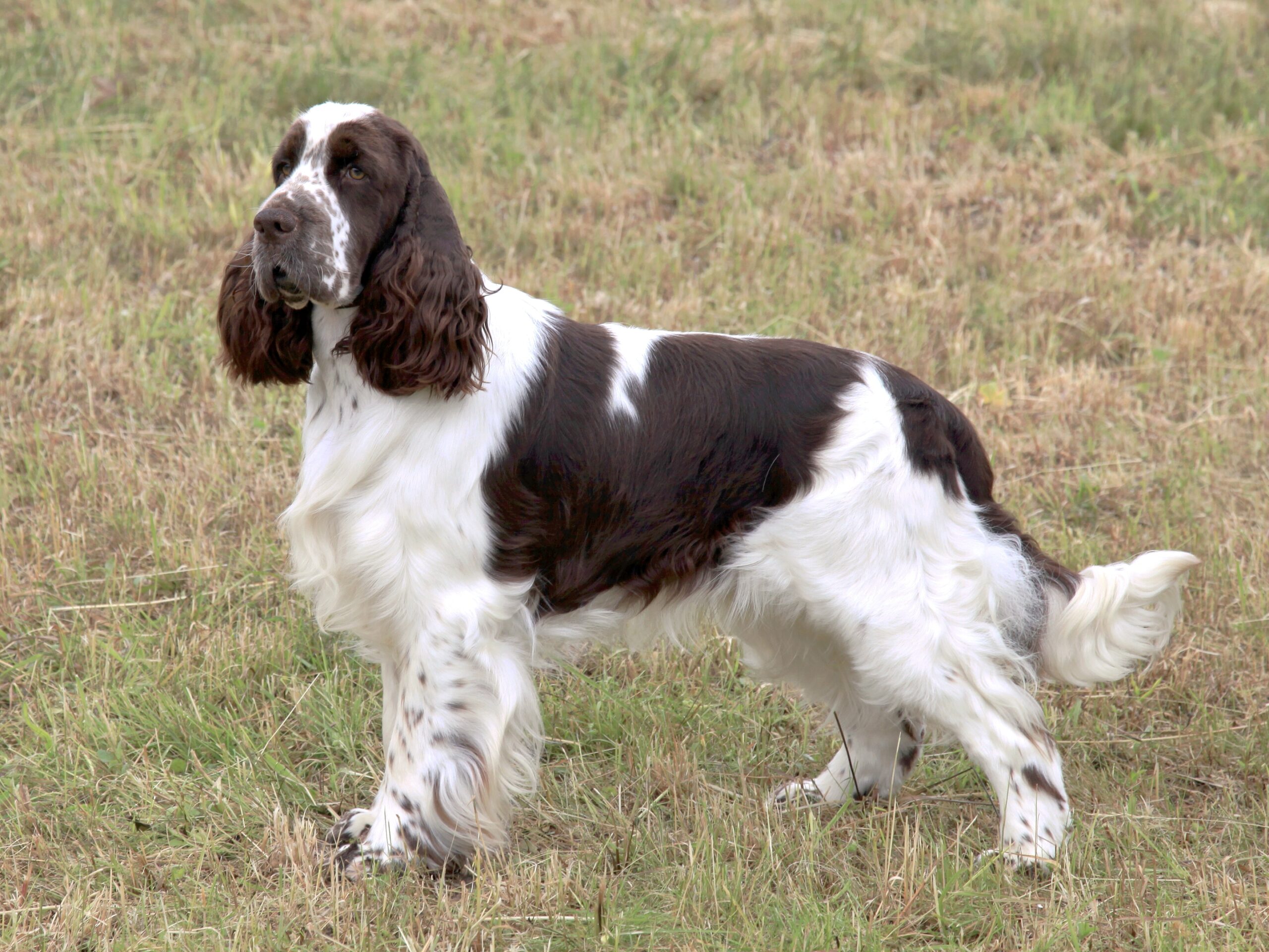 Angielski springer spaniel