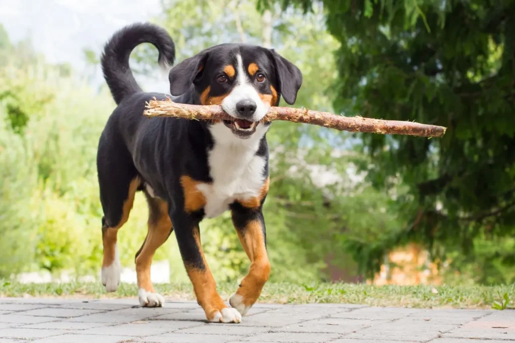 Appenzeller Sennenhund