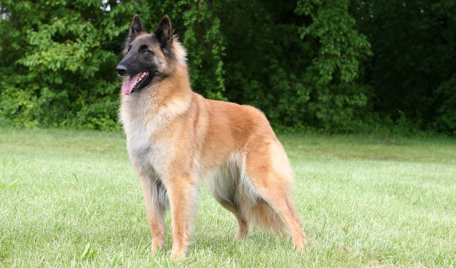 Tervueren (Belgischer Schäferhund) — Foto 2