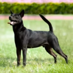 Taiwan Dog