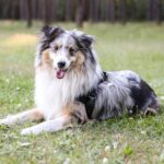 Шелті