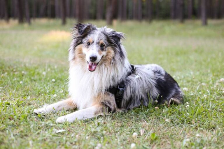 Sheltie