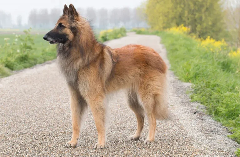 Tervueren (owczarek belgijski)